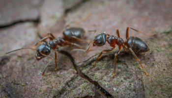 poema sobre invasion de hormigas carlos grossocordon escritor